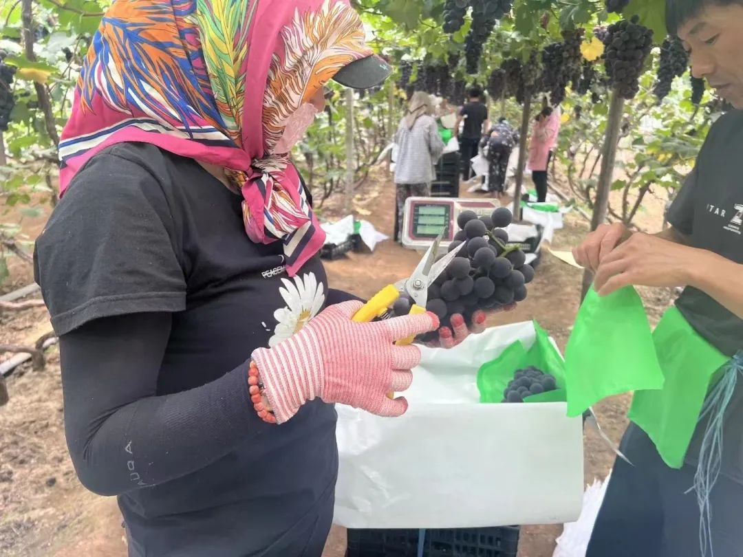 k1���� - ʮ��Ʒ�� ֵ������