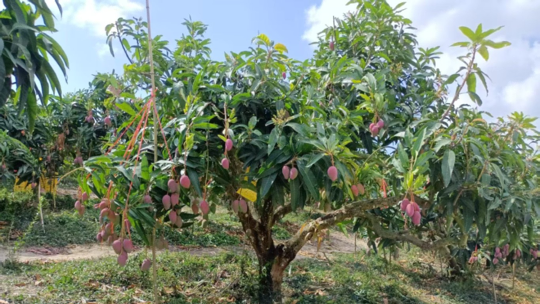 k1���� - ʮ��Ʒ�� ֵ������