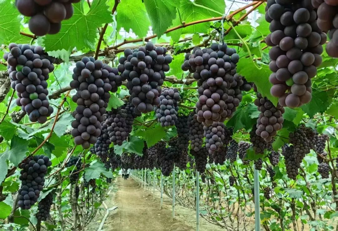 k1���� - ʮ��Ʒ�� ֵ������