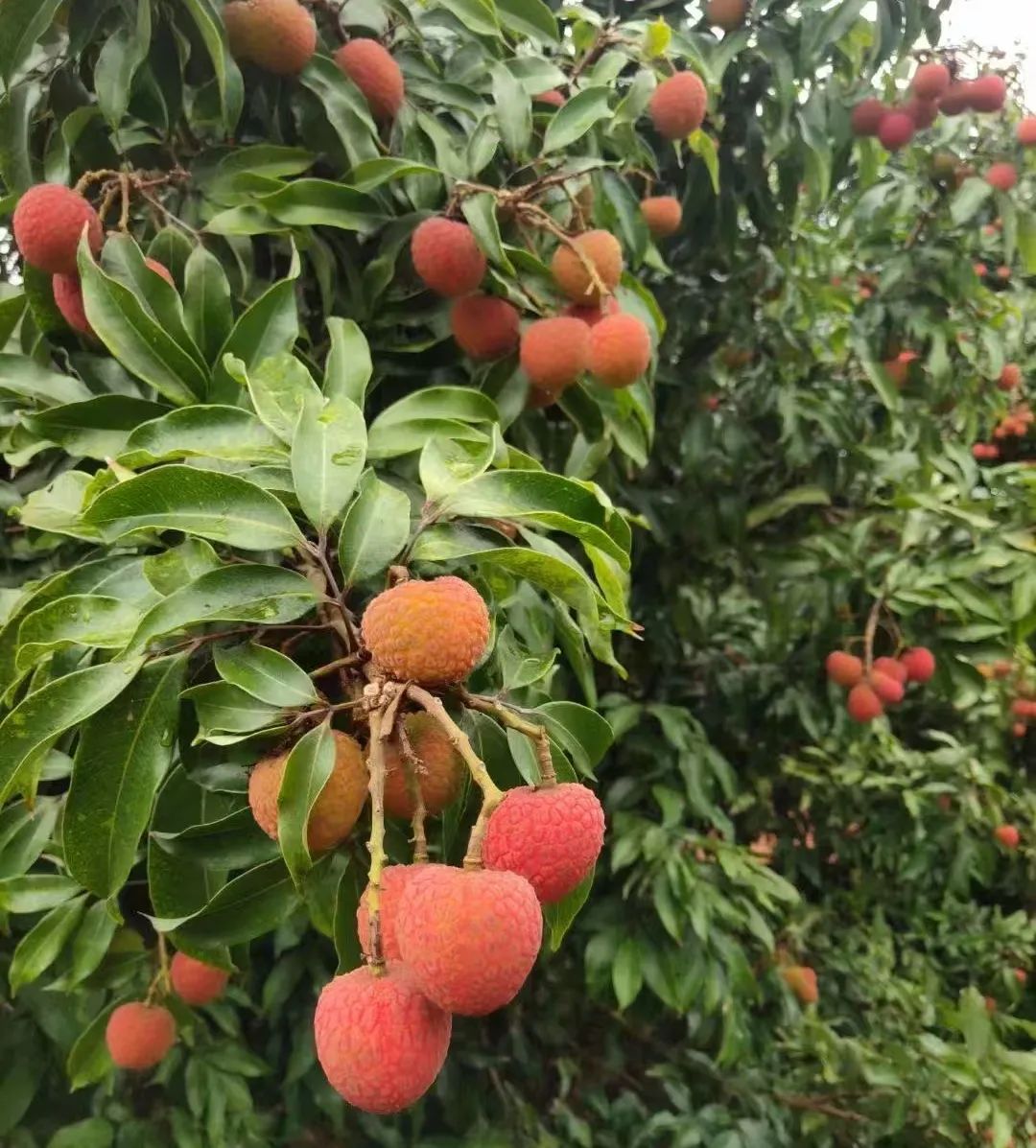 k1���� - ʮ��Ʒ�� ֵ������