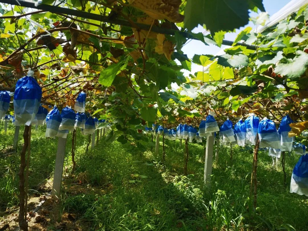 k1���� - ʮ��Ʒ�� ֵ������